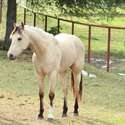 Brianne Glick Performace Horses aka BG, Leo Available Private Treaty & Hawk is Sold, Weatherford, TX