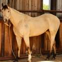 Brianne Glick Performace Horses aka BG, Leo Available Private Treaty & Hawk is Sold, Weatherford, TX