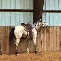 Brianne Glick Performace Horses aka BG, Leo Available Private Treaty & Hawk is Sold, Weatherford, TX