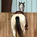 Brianne Glick Performace Horses aka BG, Leo Available Private Treaty & Hawk is Sold, Weatherford, TX