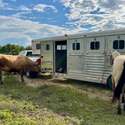 Brianne Glick Performace Horses aka BG, Leo Available Private Treaty & Hawk is Sold, Weatherford, TX