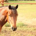 Brianne Glick Performace Horses aka BG, Leo Available Private Treaty & Hawk is Sold, Weatherford, TX