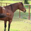 Brianne Glick Performace Horses aka BG, Leo Available Private Treaty & Hawk is Sold, Weatherford, TX