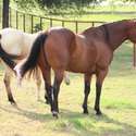 Brianne Glick Performace Horses aka BG, Leo Available Private Treaty & Hawk is Sold, Weatherford, TX