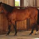 Brianne Glick Performace Horses aka BG, Leo Available Private Treaty & Hawk is Sold, Weatherford, TX