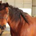 Brianne Glick Performace Horses aka BG, Leo Available Private Treaty & Hawk is Sold, Weatherford, TX