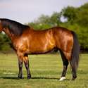 Brianne Glick Performace Horses aka BG, Leo Available Private Treaty & Hawk is Sold, Weatherford, TX