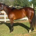 Brianne Glick Performace Horses aka BG, Leo Available Private Treaty & Hawk is Sold, Weatherford, TX
