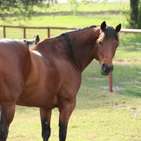 Photo of Brianne Glick Performace Horses aka BG, Leo Available Private Treaty & Hawk is Sold