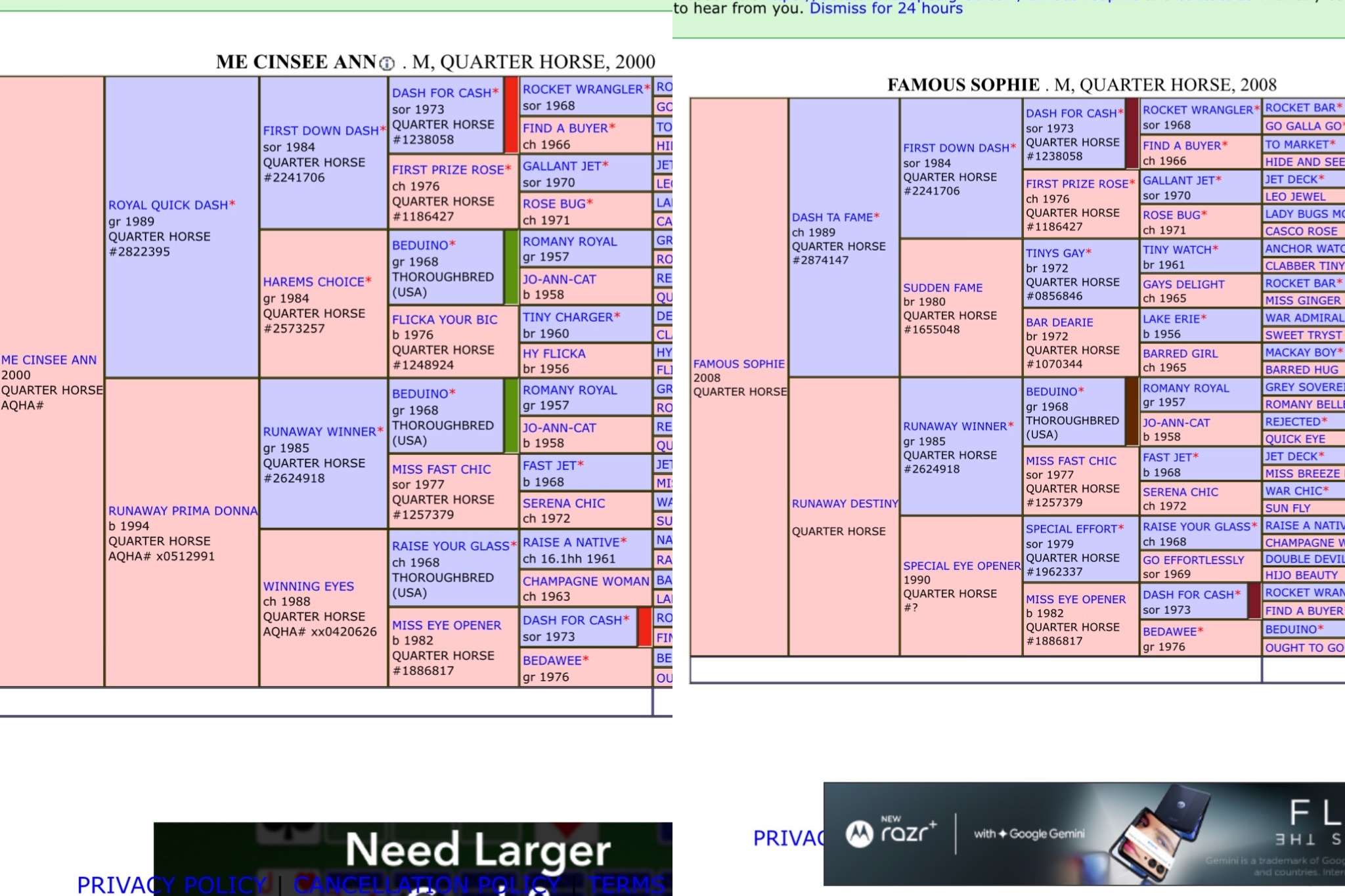 17 of 36. Maternal Line goes back to Miss Eye Opener..same as Goodbye Sophie