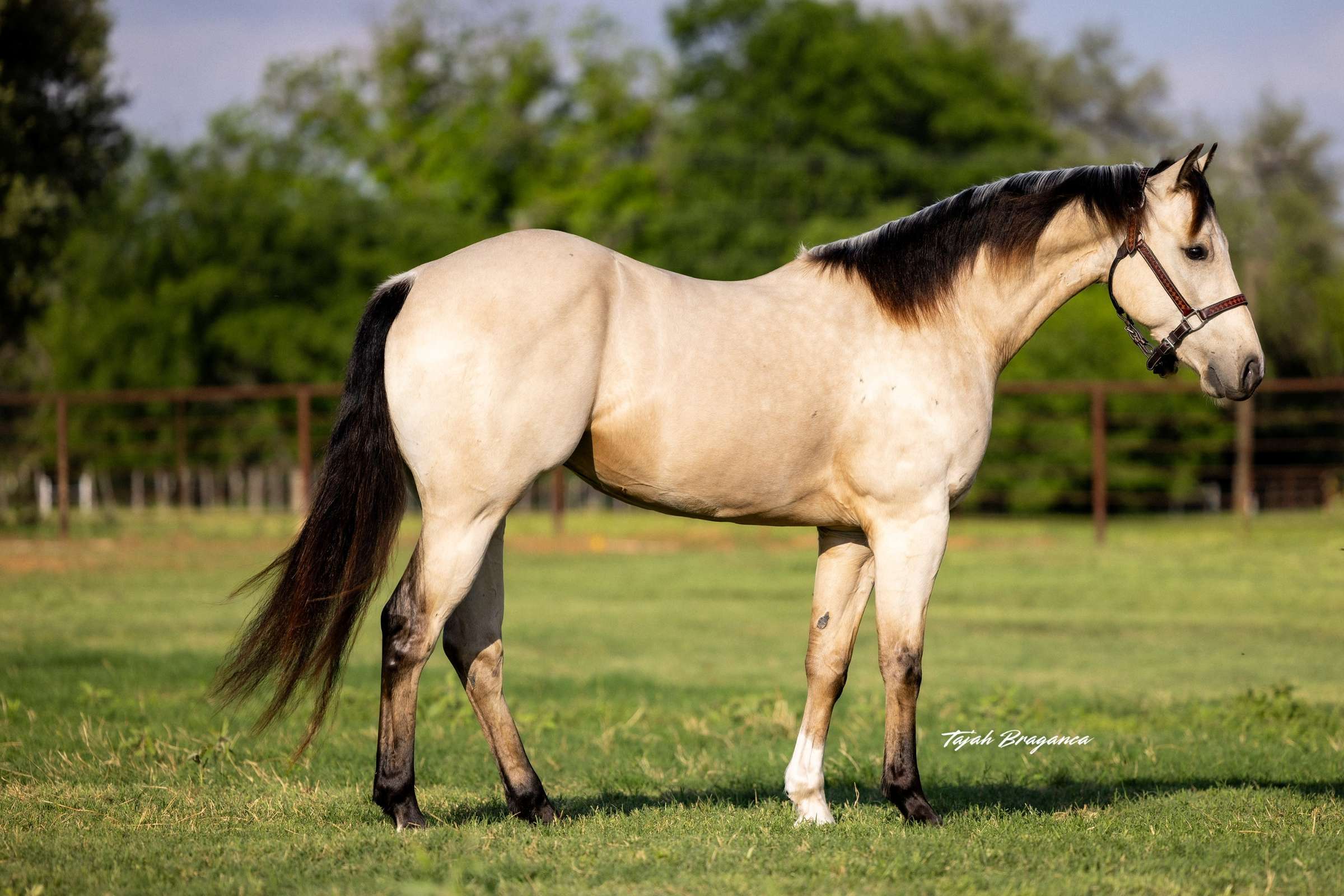 29 of 36. Hawk, Runaway Stoli Guy BG, 3yr old Buckskin Gelding by IMA Talented Guy out of Runaway Strawberry , SI101
