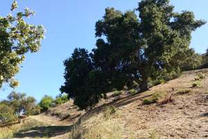 Very Accessible, Easily Buildable Developed Building Site in Old Topanga Canyon Community