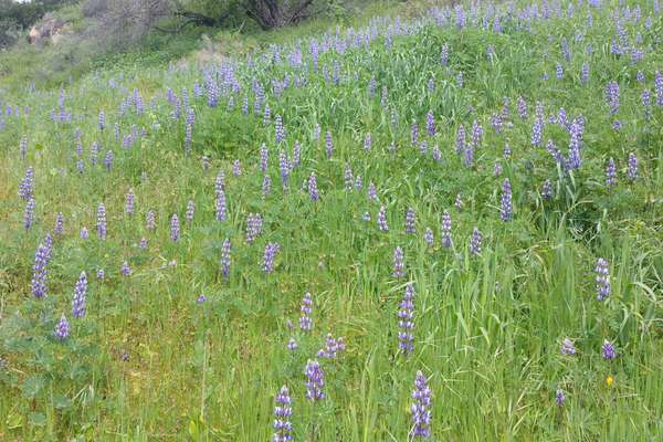 Lupins in spring nearby.