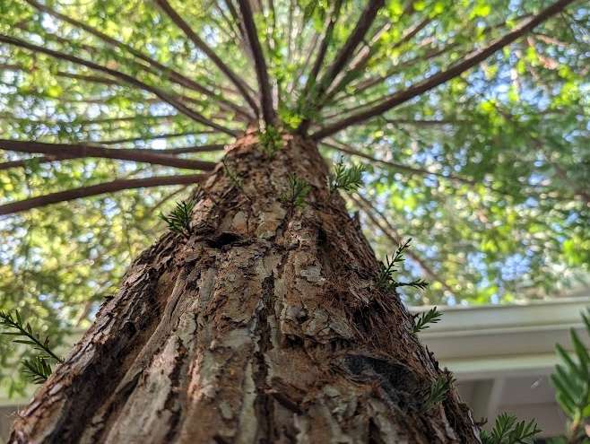 5 of 13. Redwood in the Backyard Patio area